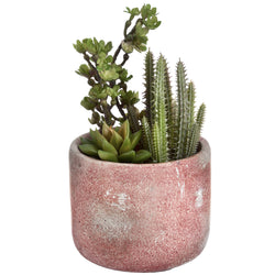 Terracotta Potted Cacti & Succulent Plant & Pot