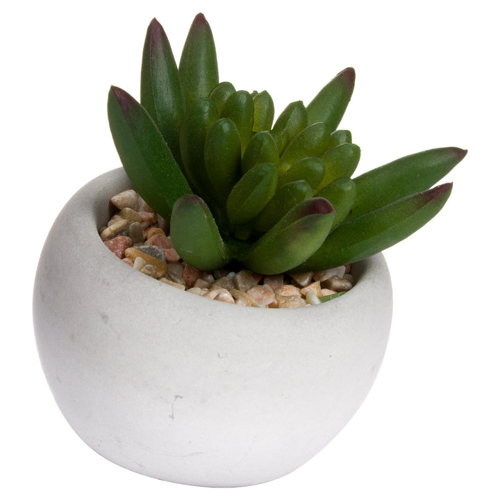 Miniature Little Jewel Succulent Plant & Cement Pot